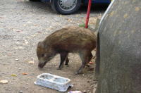 説明: H:\aptiva\リムーバブル ディスク (L)\hp My eBooks\web逆性ｽﾄﾚｰﾄ\inosisi01.jpg