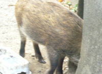 説明: H:\aptiva\リムーバブル ディスク (L)\hp My eBooks\web逆性ｽﾄﾚｰﾄ\inosisi03.jpg